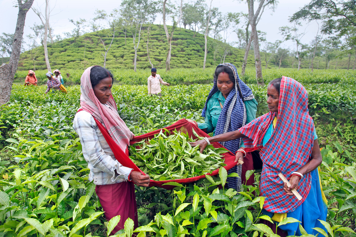 three-women-display-bag-filled-with freshly-plucked-tea-leaves