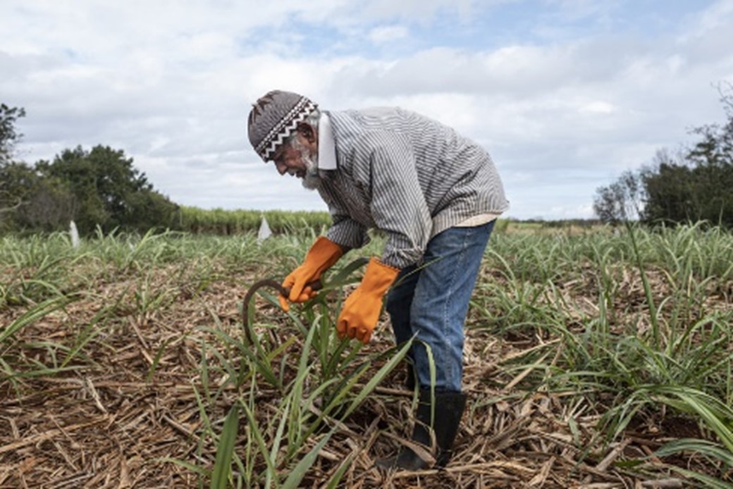 mauritius-farmer-with-sugar-cane