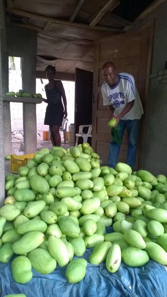 Paul_Haitian Mango Worker_Fair Trade Certified Farm