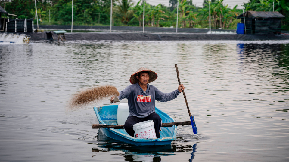A shrimp farmer sitting in his boat, throws out a scoop full of feed to the shrimp in his pond in Wahyuni Mandira, Sumatra, Indonesia