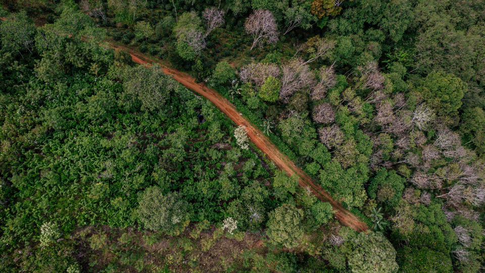 A view of a coffee farm from Bewang Village in the Gayo region of Aceh Province, Sumatra, Indonesia.