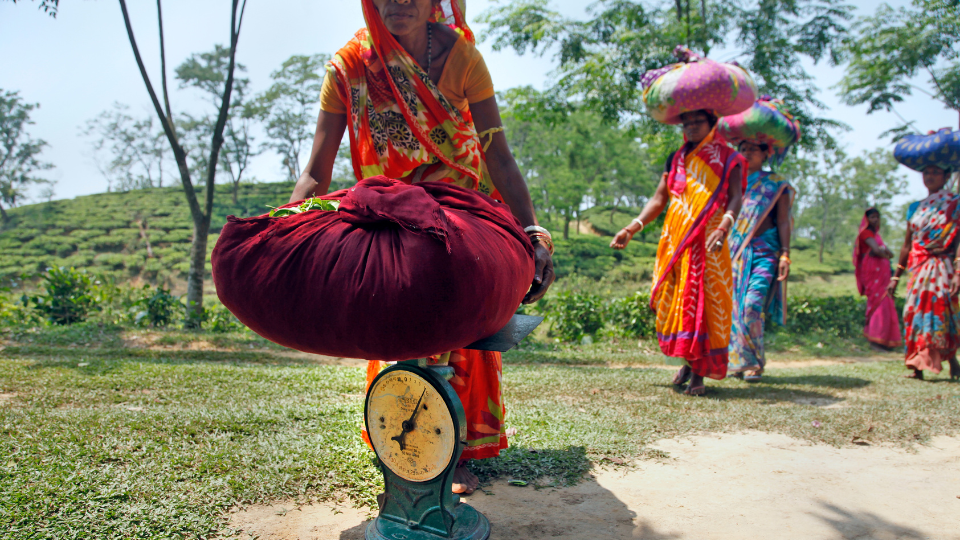 Freshly plucked tea leaves are weighed at the weighing station of Jalinga Tea Estate, a Fair Trade Certified tea garden at Jalinga in Assam, India.